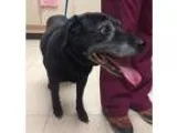 Adopt Lena a Black Labrador Retriever  Hound (Unknown Type)  Mix
