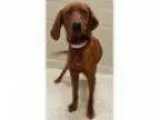 Adopt ADOPTED Scarlett (Shorewood) a Hound