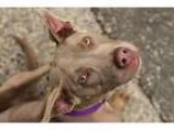 Adopt Nisha a TanYellowFawn - with White American Pit Bull Terri