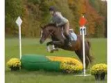 Awesome Awful Ride For Both Kids and Riders Pony Horse For Sale
