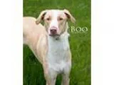 Adopt Boo a TanYellowFawn - with White Labrador Retriever  Husky