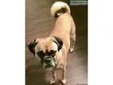 Lost pugcollie mix near HWY South