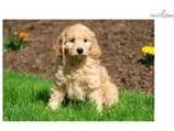Reese - F1b Mini Goldendoodle Female