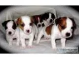 Precious Jack Russell puppies - Price 