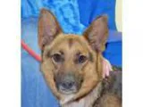 Adopt Aunt B a Black - with Tan Yellow or Fawn German Shepherd D