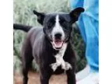 Archie - Male Australian Cattle Dog Mix