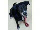 Adopt Scrappy a Black - with White Labrador Retriever  Mixed dog