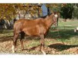 PRICE REDUCED-Experienced OTTB Jumper
