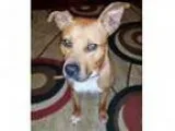 Adopt ElsaAdoption Pending a Pit Bull Terrier