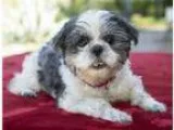 Adopt Yasmin a Shih Tzu