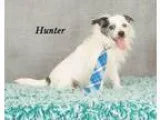 Adopt Hunter a Terrier