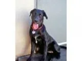 Wonka - Male American Mix
