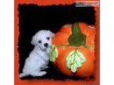 Champion sired Bichon Frise male puppy