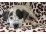 Adopt Bradley a Australian Cattle Dog  Shepherd (Unknown Type)  