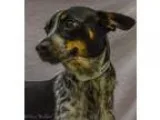 Poppy - Female Labrador RetrieverBoxer Mix