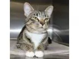Adopt 21959 - Munich a Domestic Mediumhair  Mixed cat in Ellicot