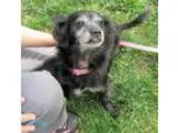 Adopt Cassie a Black - with White Pekingese  Shih Tzu  Mixed dog