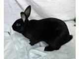 Adopt Michael a Black American  Mixed rabbit in Alexandria VA (1