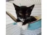 Adopt stoca&Atilde&shy a Black and White or Tuxedo Domestic Shor