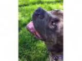 Adopt Fezzik a Brindle Mastiff Mixed dog in West Chicago IL (
