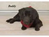 Adopt Buddy a Labrador Retriever