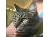 Adopt Tiger Lily a Brown Tabby Domestic Shorthair  Mixed (short 