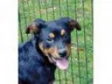 Babysitter in Wayne, MI 48184 - Kate S.