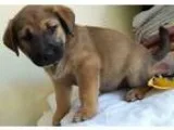 Adopt Sundial a BrownChocolate - with Black German Shepherd Dog 
