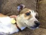 Adopt Wishb a Jack Russell Terrier