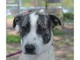 Adopt Bobby a Black - with White Beagle  Mixed dog in Media PA (