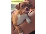 Adopt Melody a BrownChocolate - with White Pug  Beagle  Mixed do