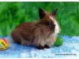 Adopt Shabana a Bunny Rabbit