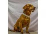Adopt 60725 Murphy a RedGoldenOrangeCh estnut Dachshund  Mixed d