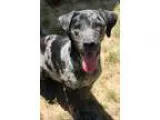 Adopt 60739 Kade a Merle Catahoula Leopard Dog  Labrador Retriev