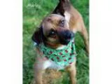 Adopt Marley a Terrier