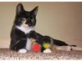 Adopt Petunia a Calico cat in Tampa FL ()