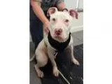 Adopt Tank a White Pit Bull Terrier  Mixed dog in Franklinville 
