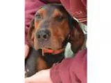 Adopt Jake a Redbone Coonhound