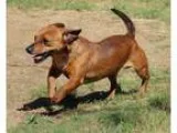 Adopt 60721 Lil Bit a RedGoldenOrangeCh estnut - with Black Dach
