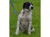 Adopt Clyde a Black - with White Mastiff  Great Pyrenees  Mixed 
