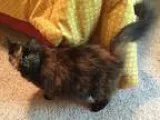 Adopt Willow a Tortoiseshell Domestic Mediumhair (medium coat) c