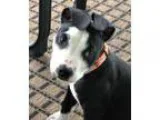 Adopt Bandit a White - with Black American Staffordshire Terrier