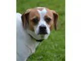 Adopt Fizzy a White - with Brown or Chocolate Pug  Beagle  Mixed