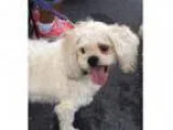 Adopt Petunia a Poodle Japanese Chin