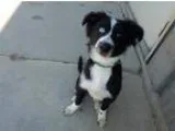Adopt Blue a Border Collie  Mixed dog in Warsaw IN (15616558)