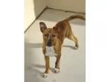 Adopt Squirt a Pit Bull Terrier