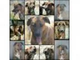 Adopt Lolly a Labrador Retriever