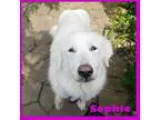 Adopt Sophie a Great Pyrenees  Mixed dog in Medford NJ (15540802