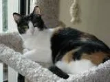 Adopt Molly a Calico or Dilute Calico Calico (short coat) cat in