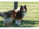 Adopt Oscar a BrownChocolate - with White Sheltie Shetland Sheep